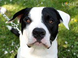 Il bel Amstaff Dusky