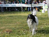 il fiero Remi