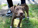 Zoe la pitbullina