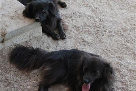 Milly e Lilly