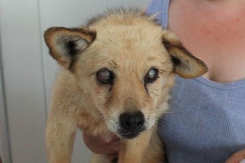 Foxy, adottato da Wendy!