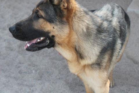 Nika