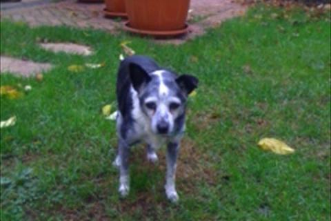 Nerina!