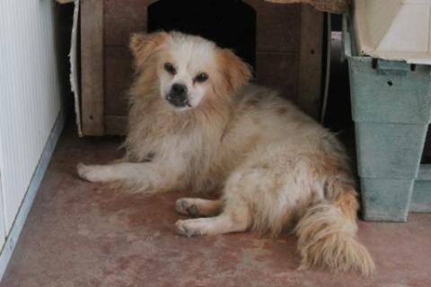 Leone