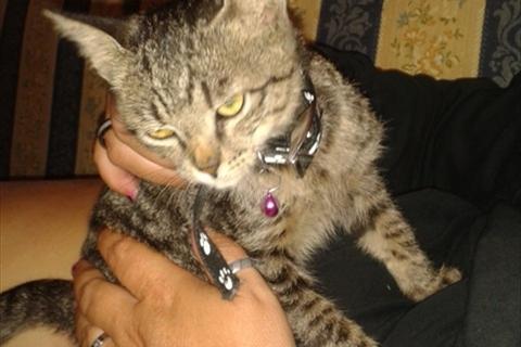 Simbad