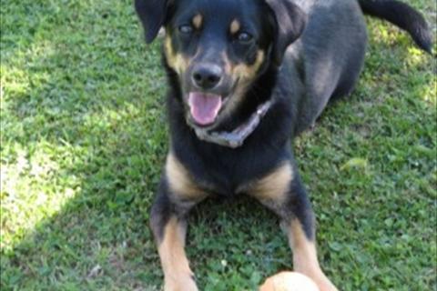 Lulu