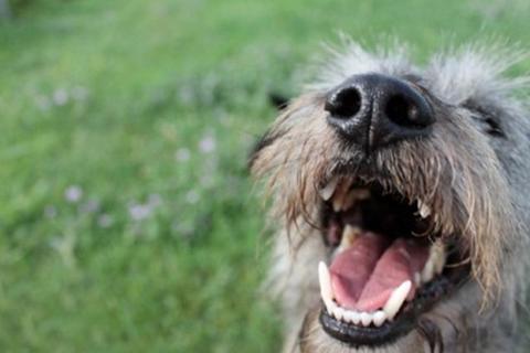 Grey, uno dei Solesino 15, adottato!