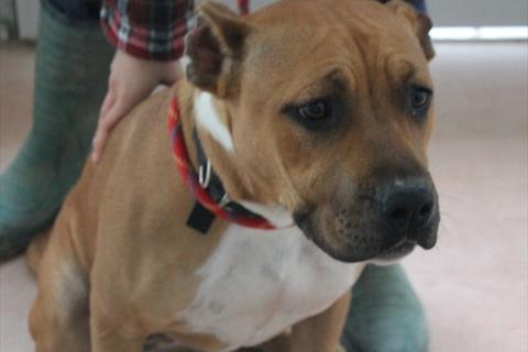 Stella