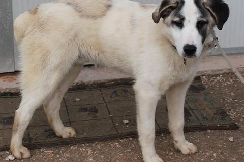 Balu
