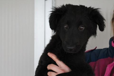 Paolino
