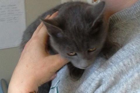 Micetta ha trovato casa!
