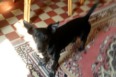 Otello