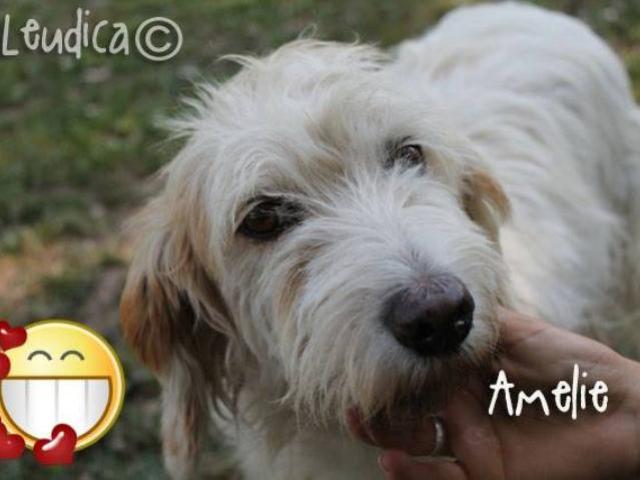 Dolce Amelie