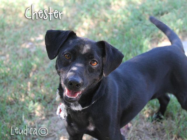 Buona vita, Chester!