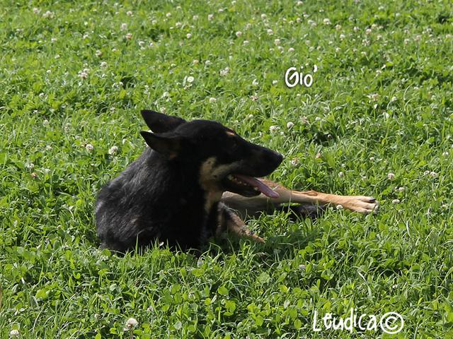 Gio