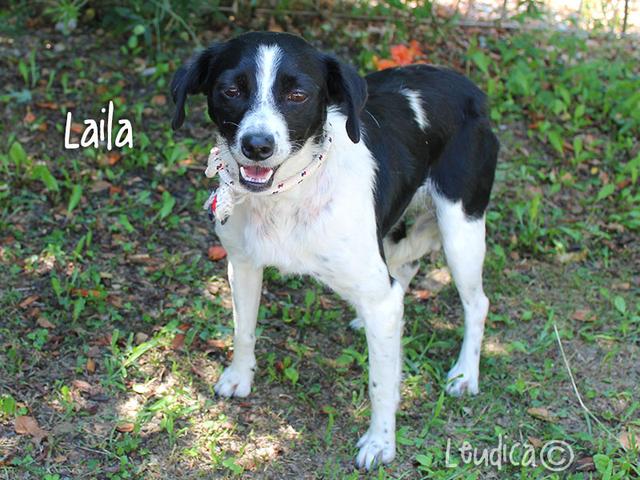 Buona vita, Laila!