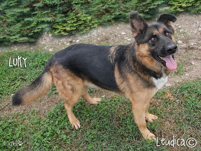 Buona vita Lucky!
