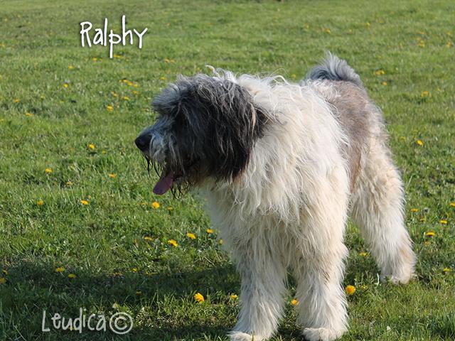 Ralphy ora Maxi