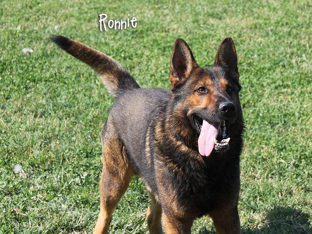 Auguri Ronnie!