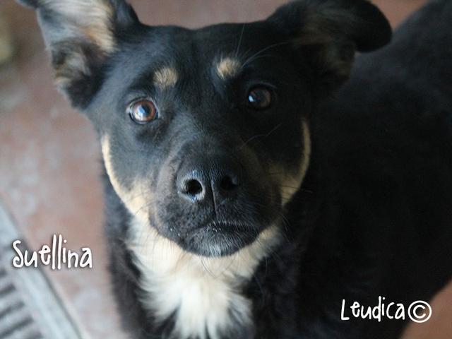 Suellina