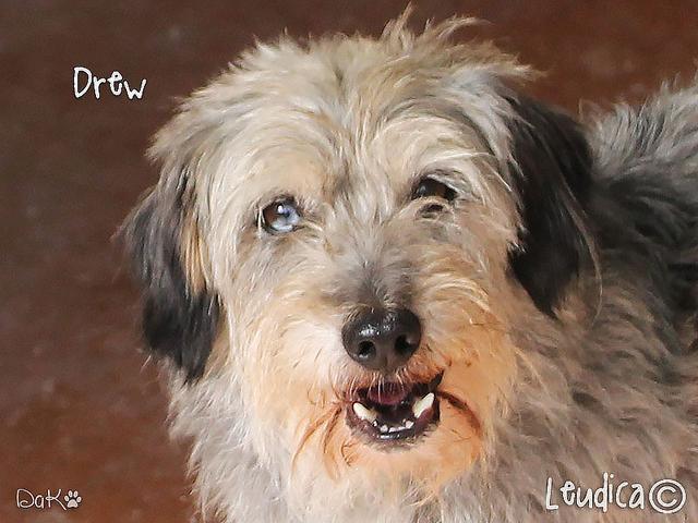 Buona vita, Drew!