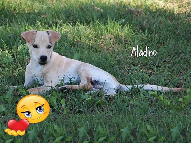 Auguri, Aladino!