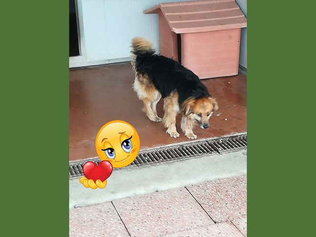 Caro Apo, buona vita!