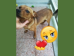 Buona vita, Bibol!