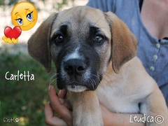 Buona vita, Carletta!