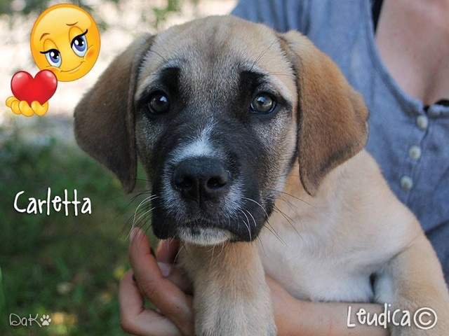 Buona vita, Carletta!