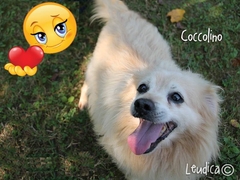 Coccolino ha trovato casa!