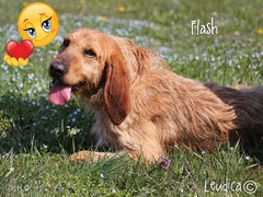 Buona vita, Flash!