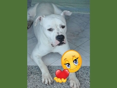 Buona vita, Mickey