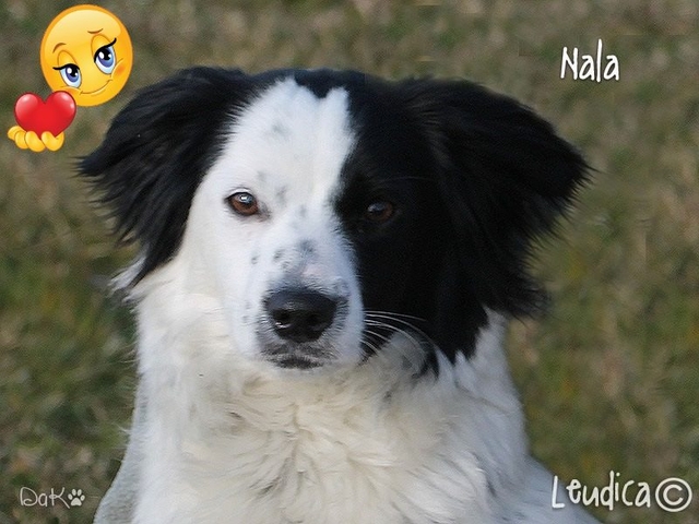 Buona vita, Nala!