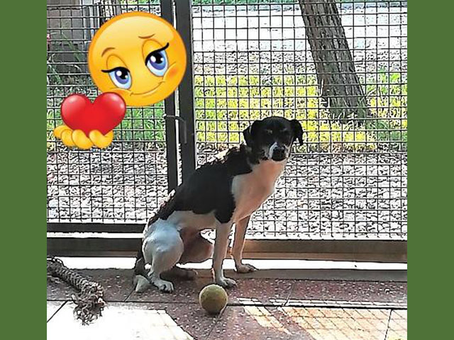 Patwin, buona vita!