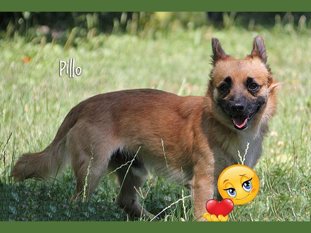Pillo ha trovato casa!