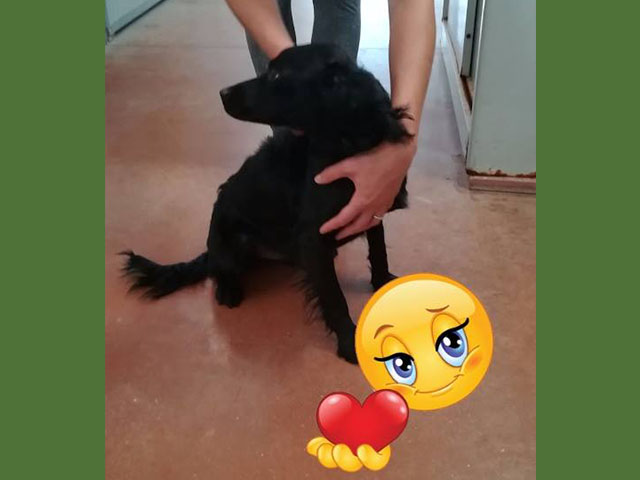 buona vita, Rigel!
