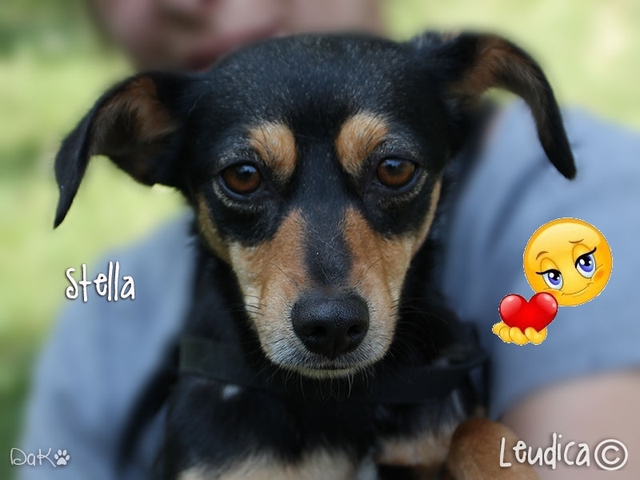 Stella ha trovato casa!