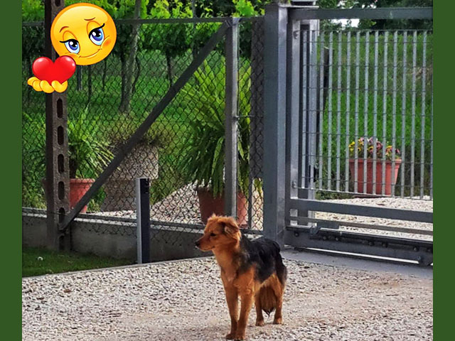 Stillo a casa