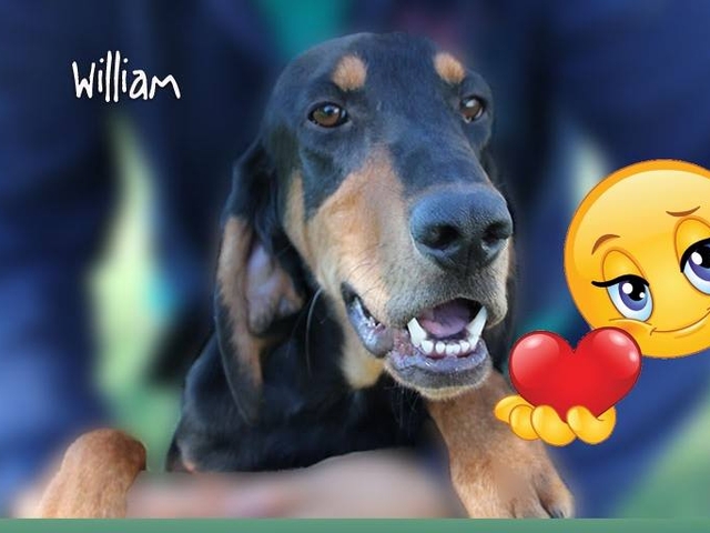 William ha trovato casa!