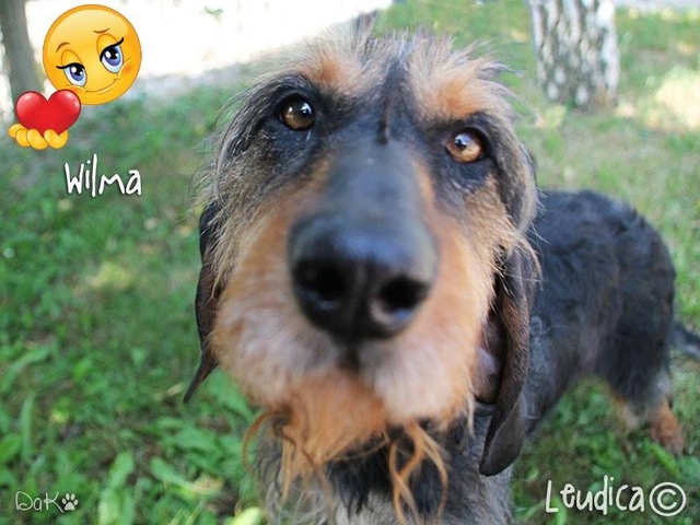 Cara Wilma, buona vita!