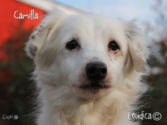 Buona vita, Camilla!